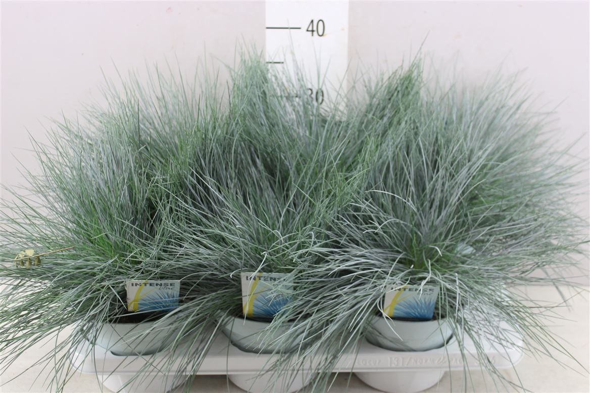 Горшечные цветы и растения оптом Festuca Glauca Intense Blue от 6шт из Голландии с доставкой по России