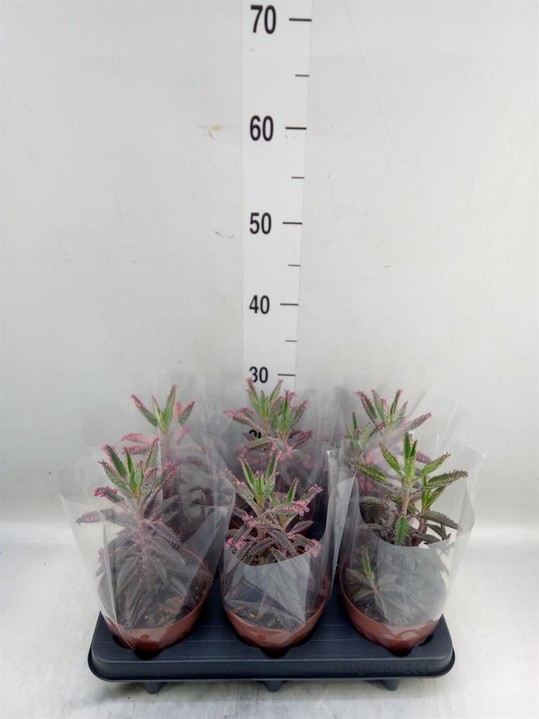 Горшечные цветы и растения оптом Kalanchoe Nf Daigremontiana от 6шт из Голландии с доставкой по России