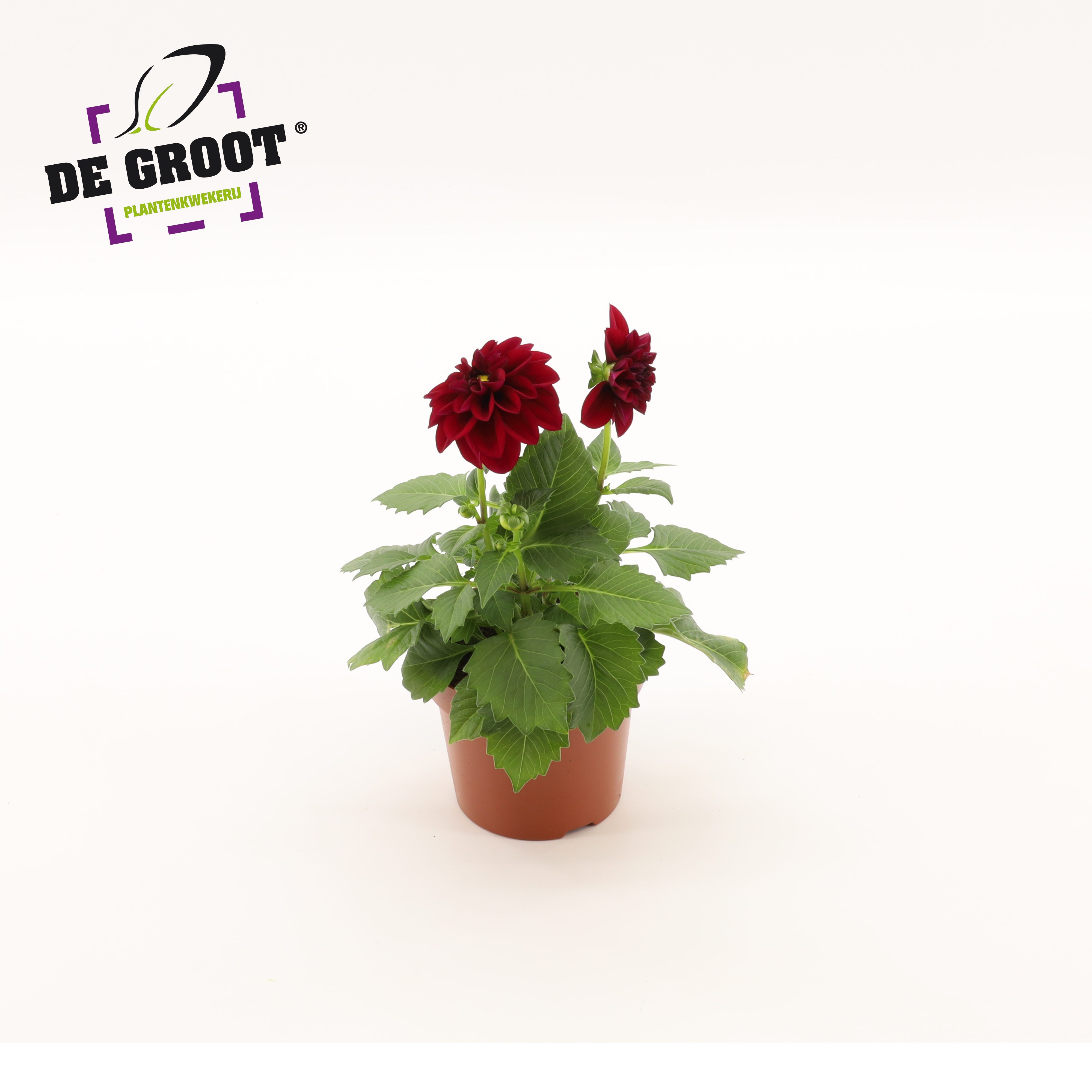 Горшечные цветы и растения оптом Dahlia Purple от 8шт из Голландии с доставкой по России