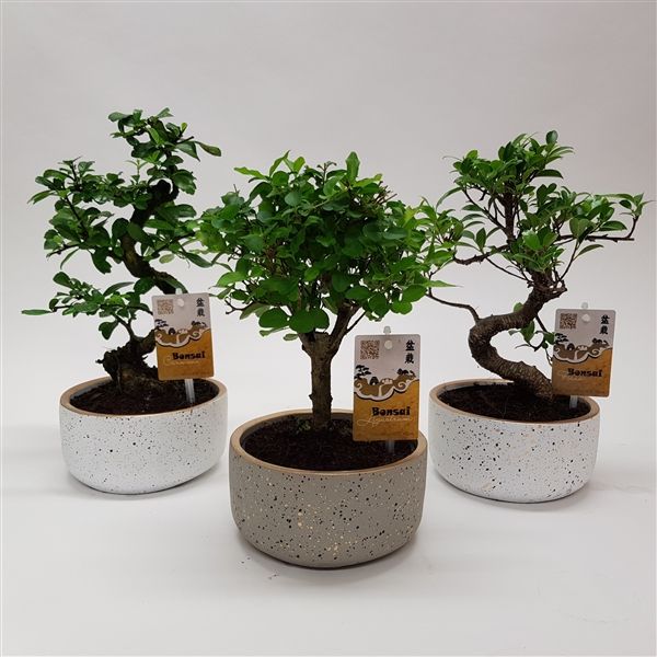 Горшечные цветы и растения оптом Bonsai Mix In Sparkling Gold Ceramic от 6шт из Голландии с доставкой по России