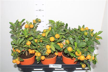 Горшечные цветы и растения оптом Citr Microcarpa 5 Fruits + от 6шт (для телеги) из Голландии с доставкой по России