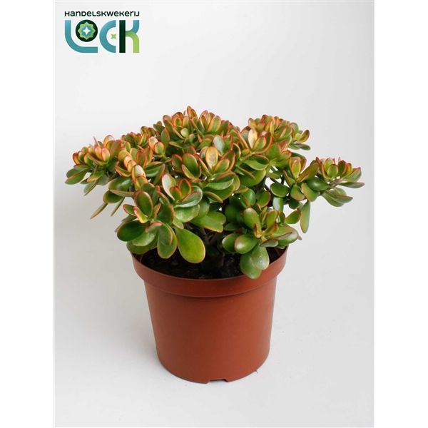 Горшечные цветы и растения оптом Crassula Sunset от 2шт из Голландии с доставкой по России