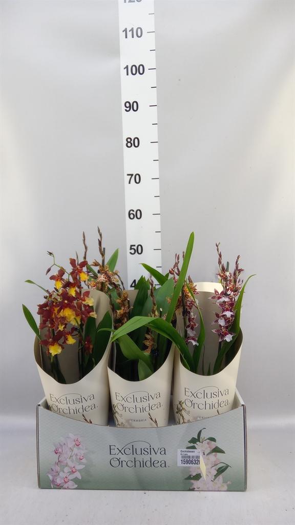 Горшечные цветы и растения оптом Orchideeen ...mix от 6шт из Голландии с доставкой по России