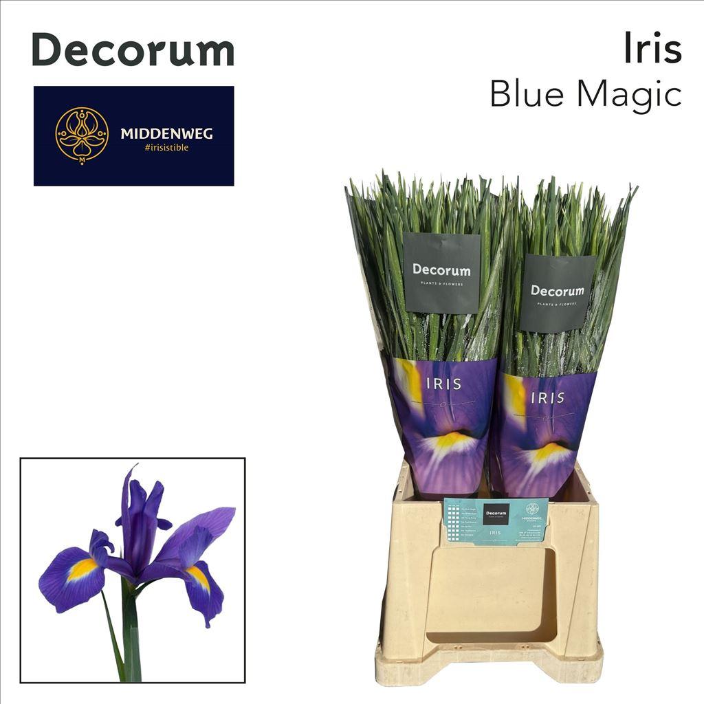 Срезанные цветы оптом Iris blue magic от 100шт из Голландии с доставкой по России