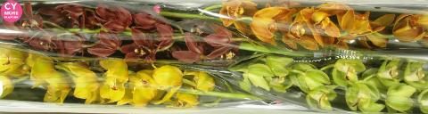 Срезанные цветы оптом Minicymbidium mix autumn от 4шт из Голландии с доставкой по России