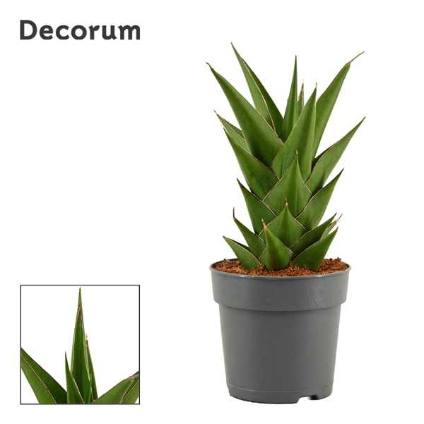 Горшечные цветы и растения оптом Sansevieria Temple Crown (decorum) от 10шт из Голландии с доставкой по России