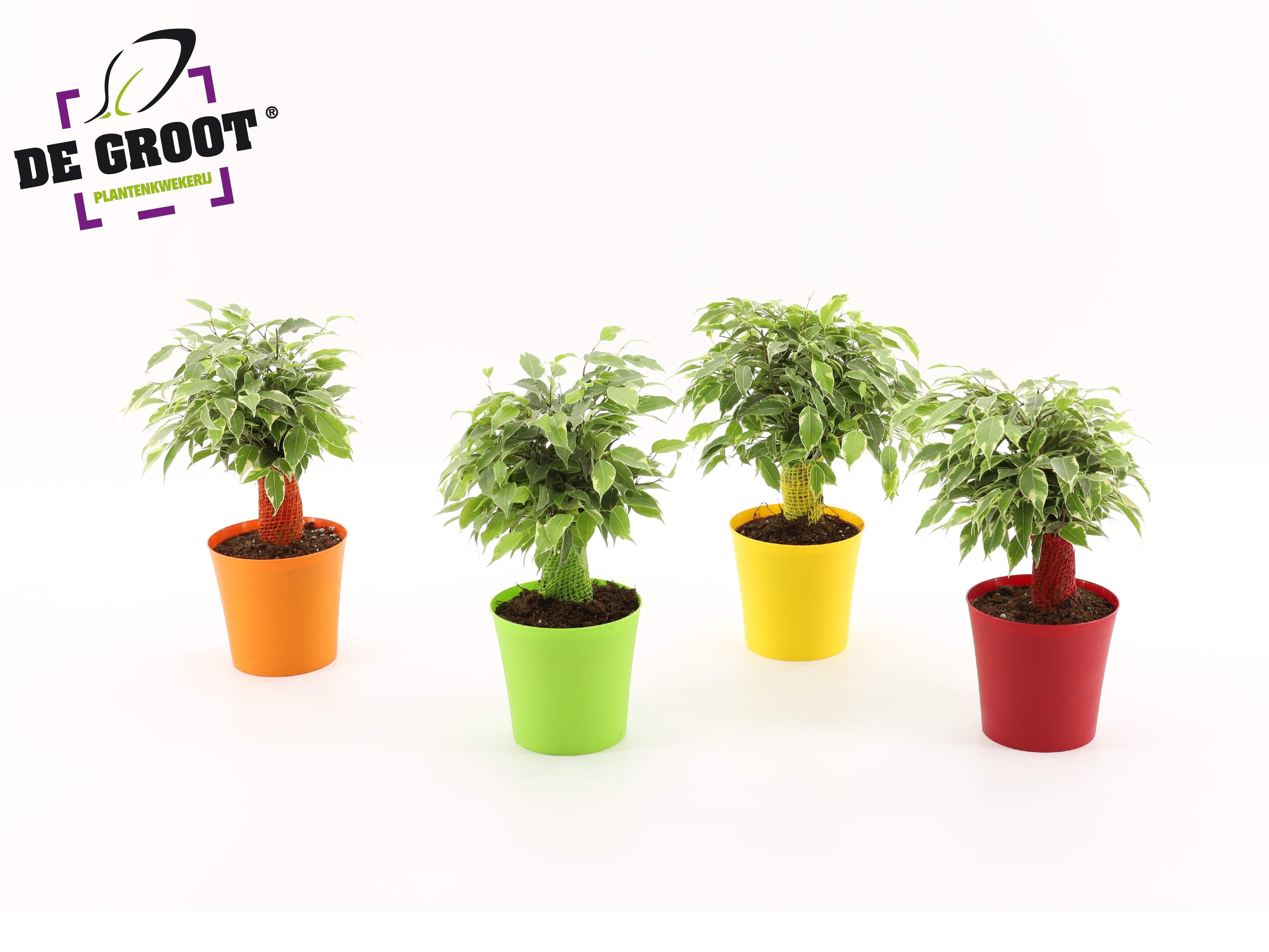 Горшечные цветы и растения оптом Ficus Be Kinky Ton-sur-ton от 8шт из Голландии с доставкой по России