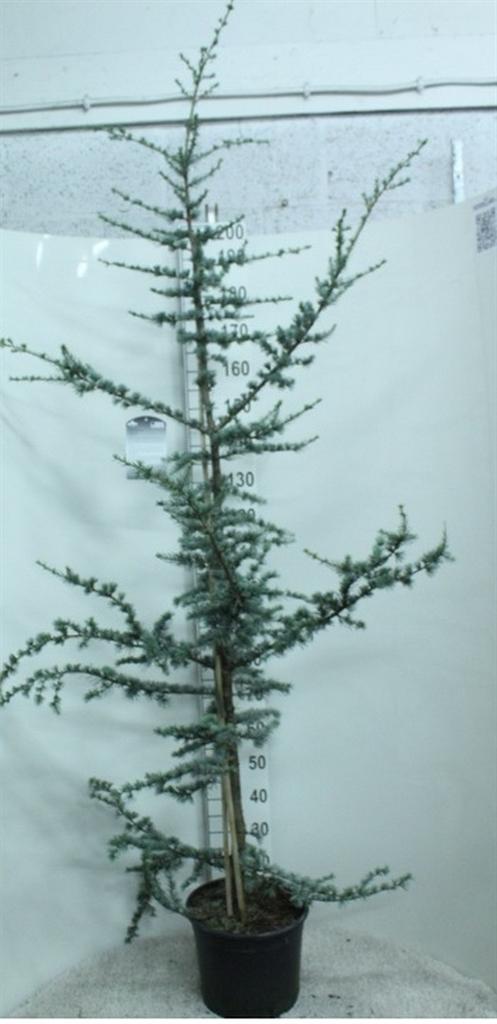 Горшечные цветы и растения оптом Cedrus Libani glauca от 1шт из Голландии с доставкой по России