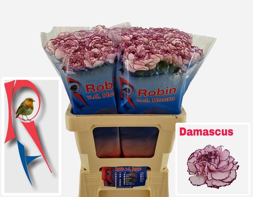 Срезанные цветы оптом Dianthus st damascus от 60шт из Голландии с доставкой по России