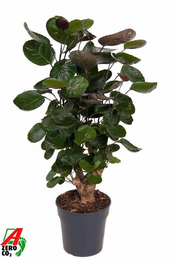 Горшечные цветы и растения оптом Polyscias Fabian Branched от 1шт из Голландии с доставкой по России