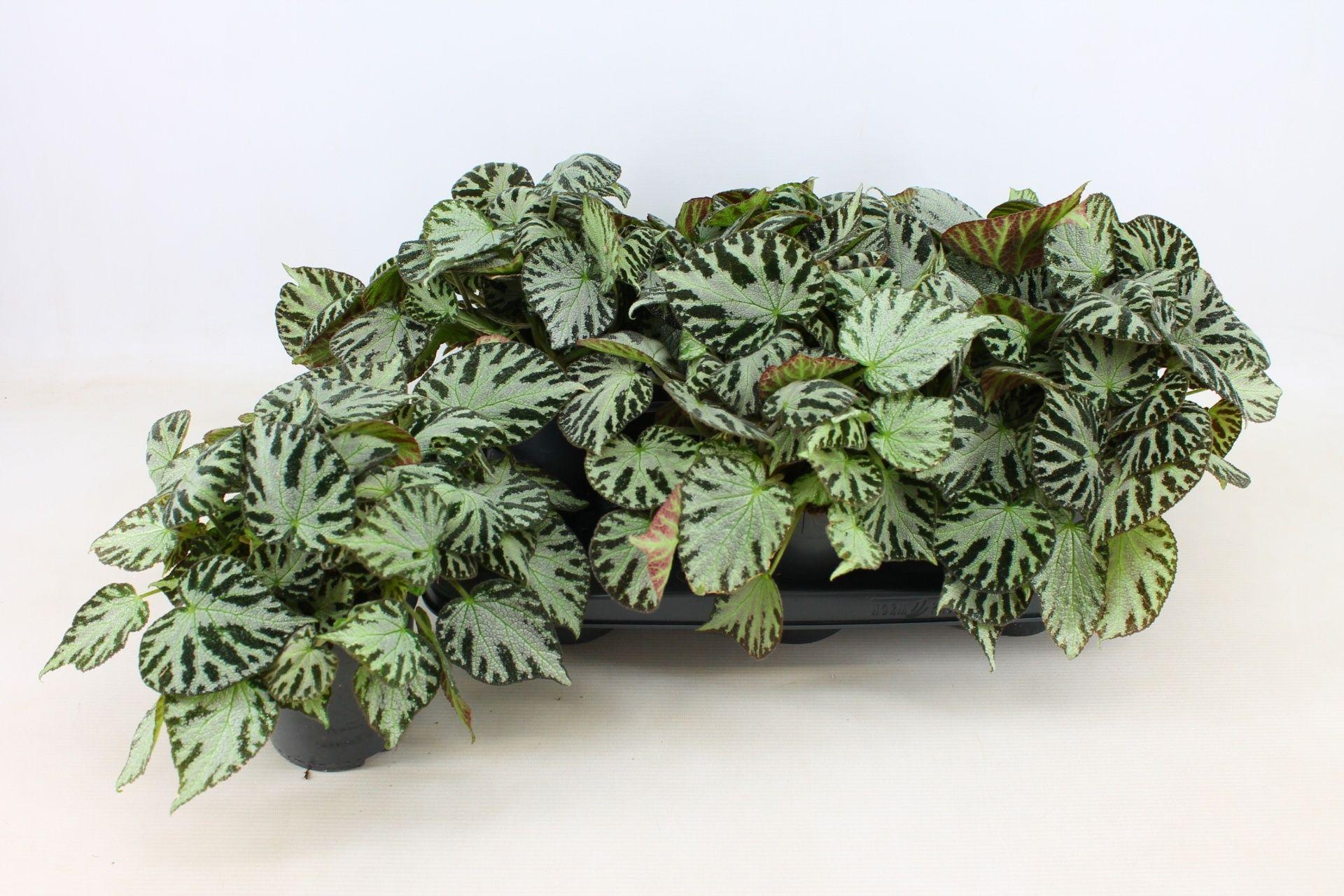 Горшечные цветы и растения оптом Beg Silver Jewell от 6шт (для телеги) из Голландии с доставкой по России