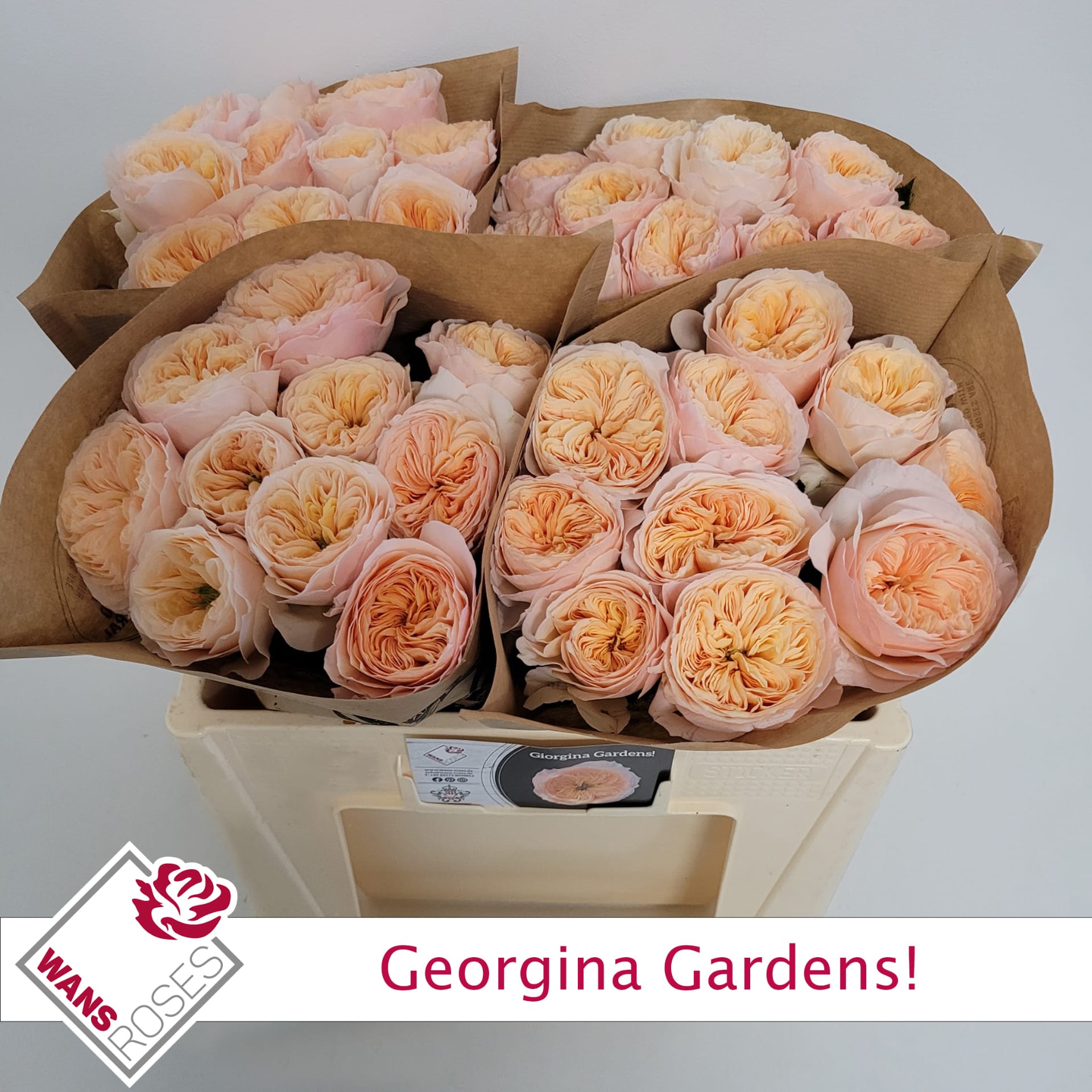 Срезанные цветы оптом Rosa garden georgina gardens! от 40шт из Голландии с доставкой по России