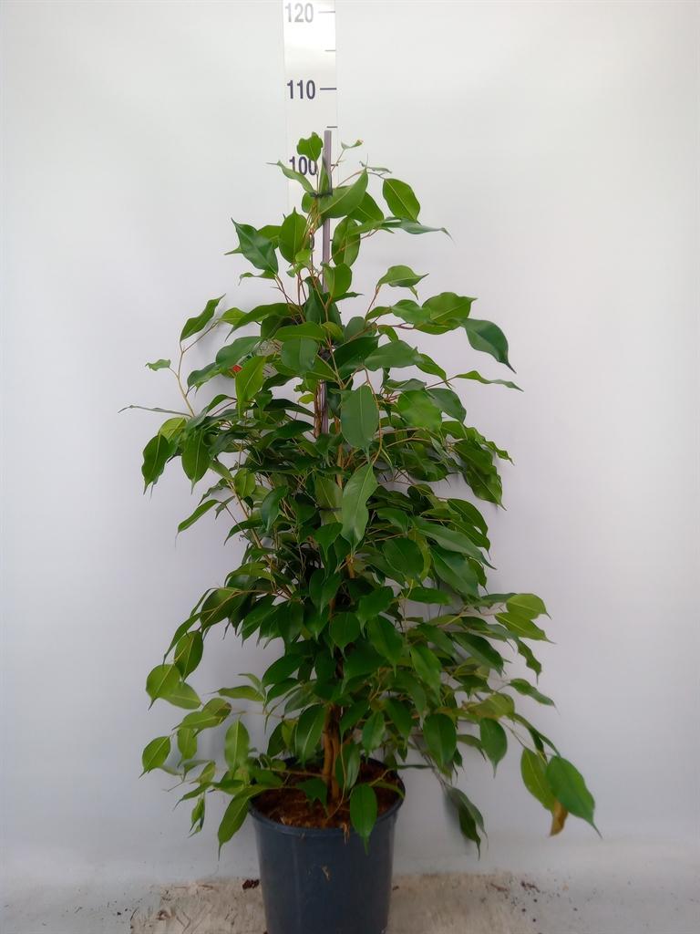 Горшечные цветы и растения оптом Ficus   ...mix от 1шт из Голландии с доставкой по России