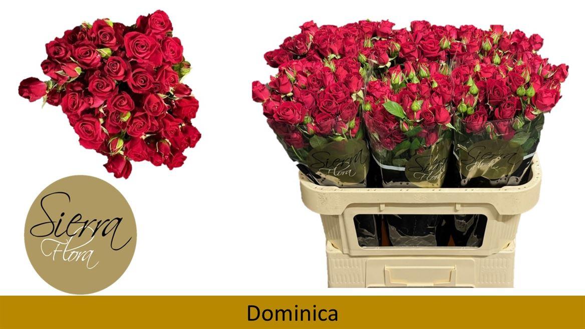 Срезанные цветы оптом Rosa spray dominica от 50шт из Голландии с доставкой по России