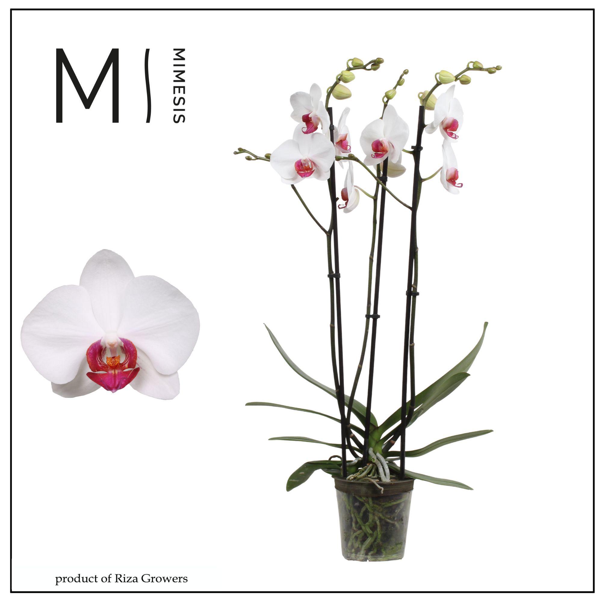 Горшечные цветы и растения оптом Phal 3st Red Eye 20+ (orchid Growers) от 10шт из Голландии с доставкой по России