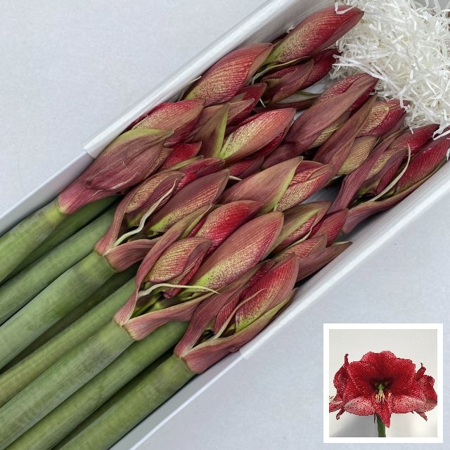 Срезанные цветы оптом Hippeastrum maestro от 12шт из Голландии с доставкой по России