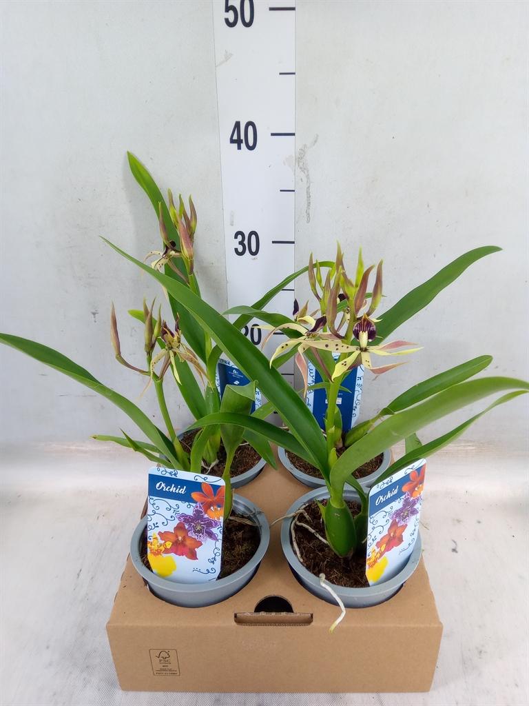 Горшечные цветы и растения оптом Orchideeen   ... от 4шт из Голландии с доставкой по России