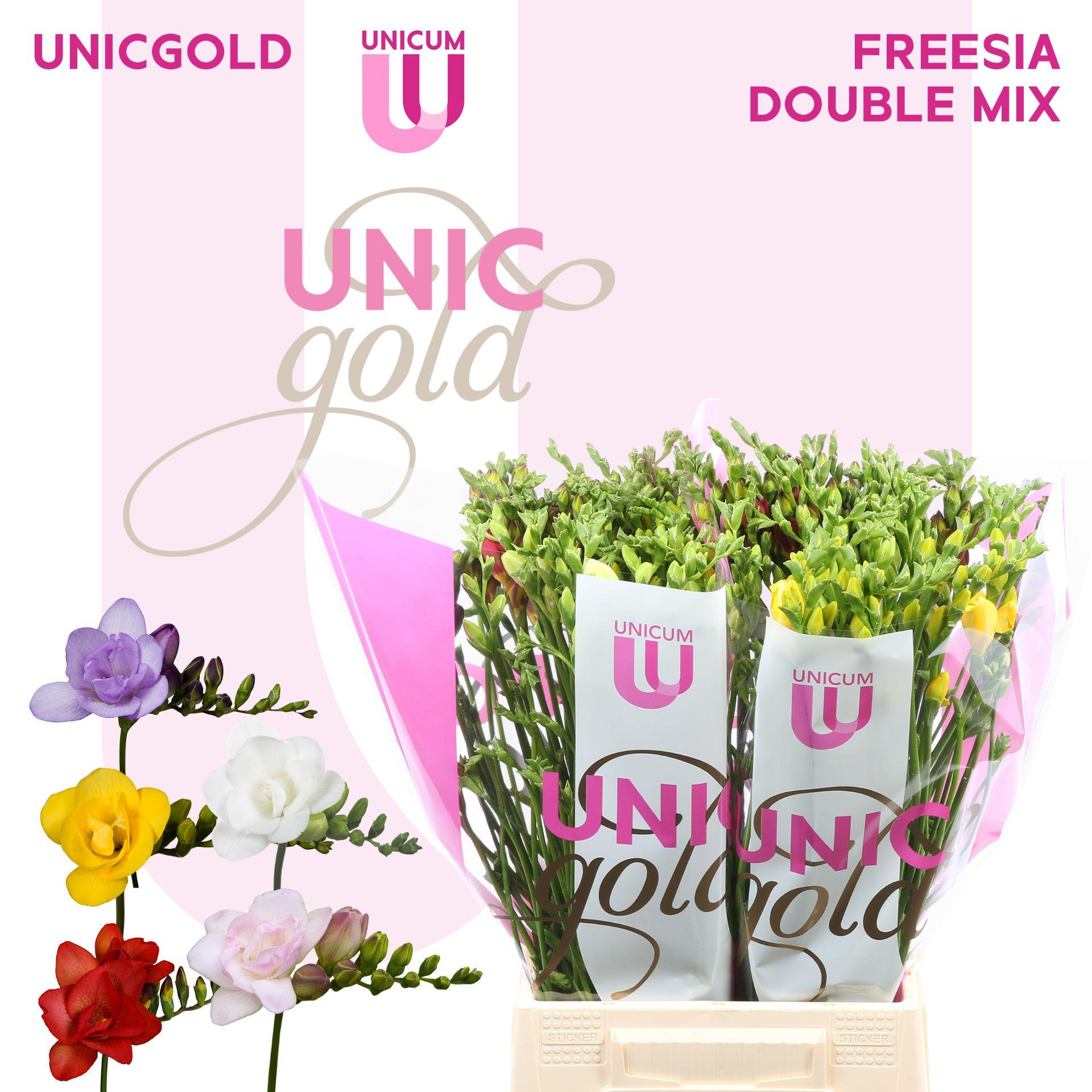 Срезанные цветы оптом Freesia do mix rainbow от 50шт из Голландии с доставкой по России