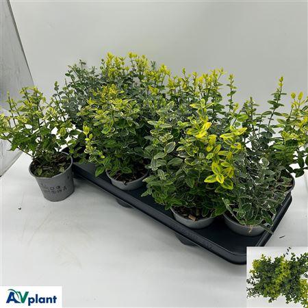 Горшечные цветы и растения оптом Euonymus Fortunei от 12шт из Голландии с доставкой по России