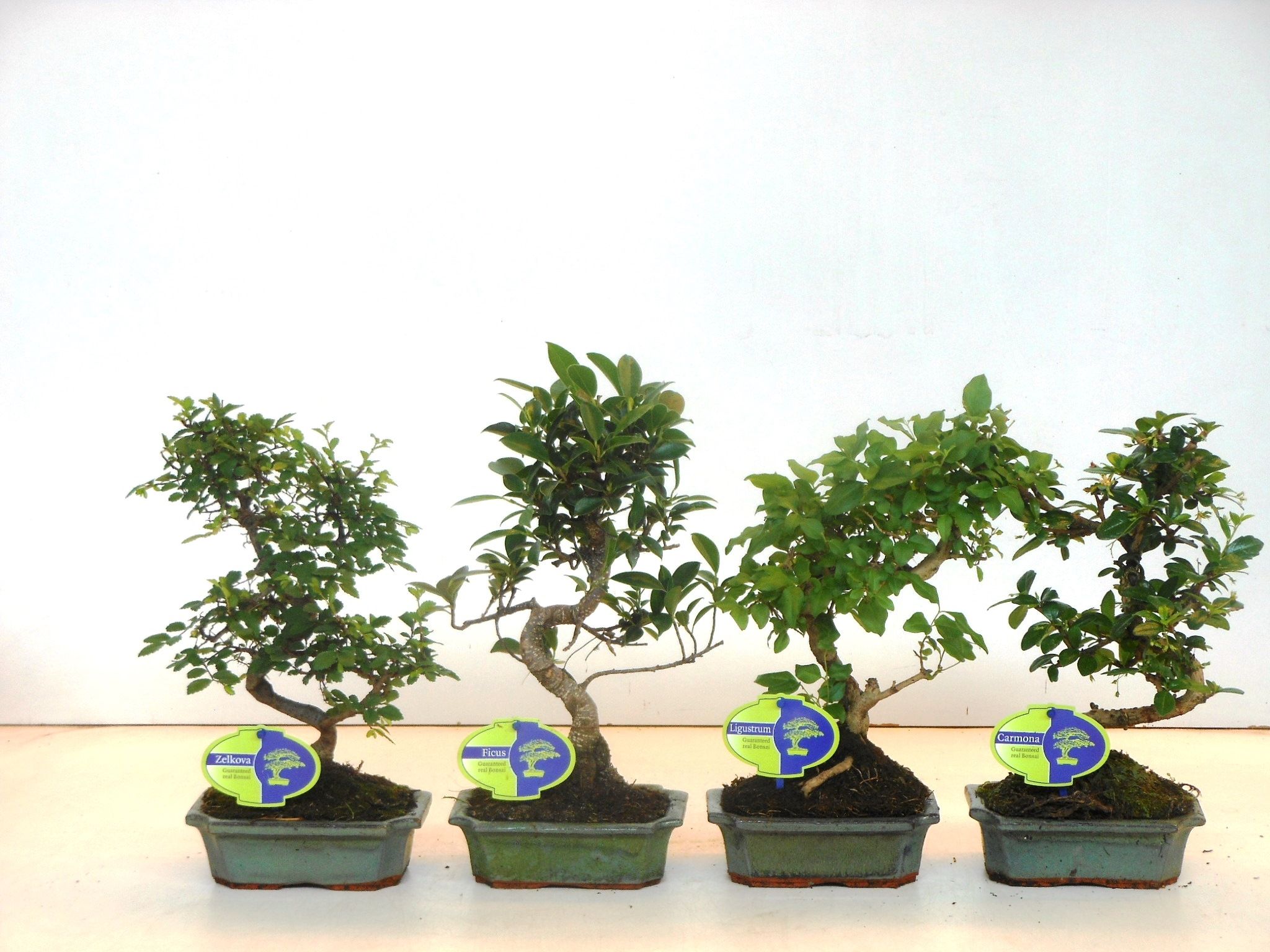 Горшечные цветы и растения оптом Bonsai Mix Indoor Shape Without Drip Tr от 10шт из Голландии с доставкой по России