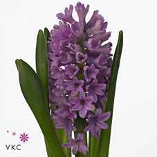 Срезанные цветы оптом Hyacinthus purple voice от 50шт из Голландии с доставкой по России