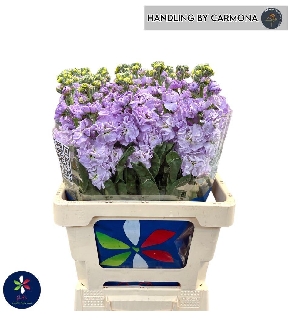 Срезанные цветы оптом Matthiola iron marine от 20шт из Голландии с доставкой по России