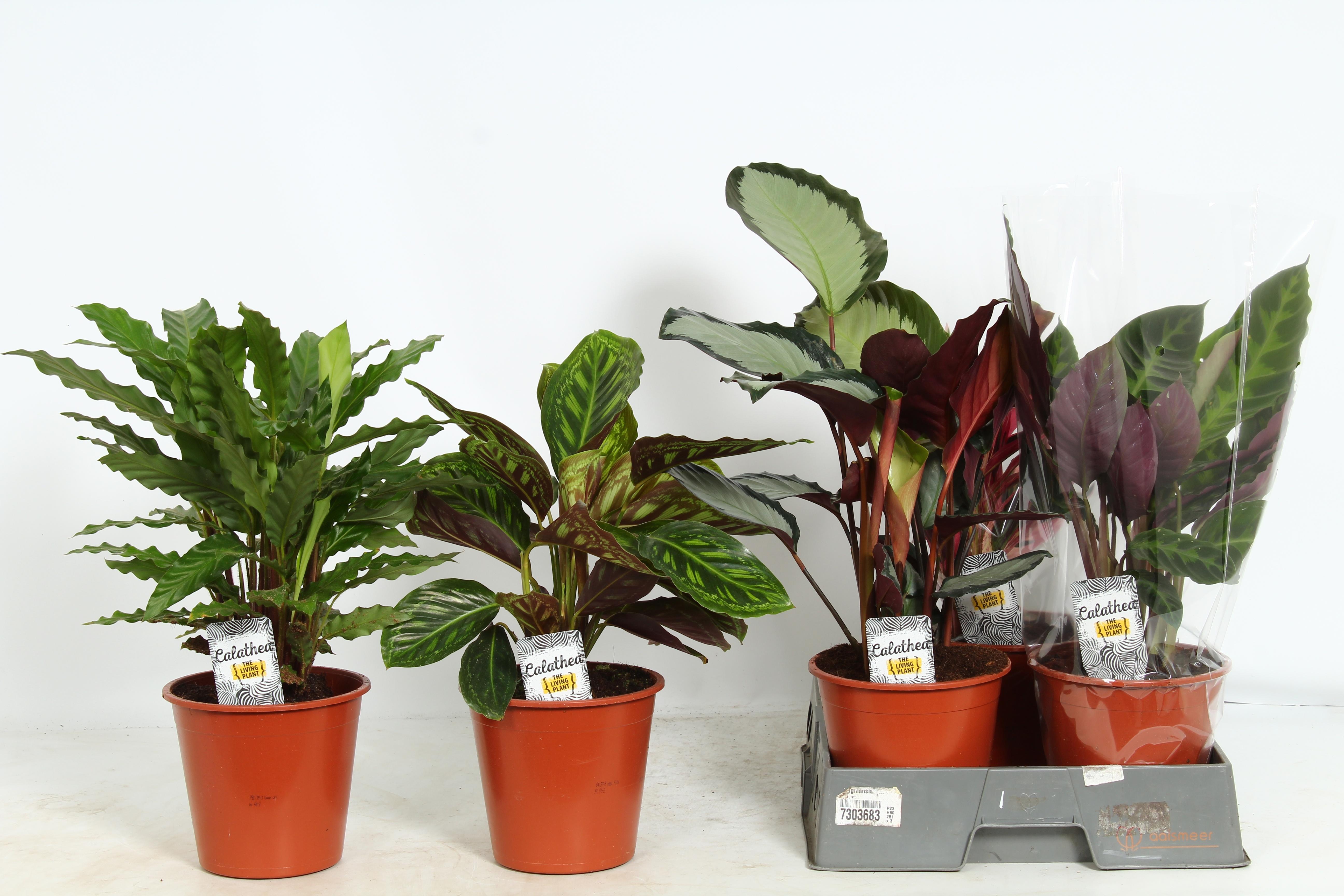 Горшечные цветы и растения оптом Calat Gem от 5шт из Голландии с доставкой по России