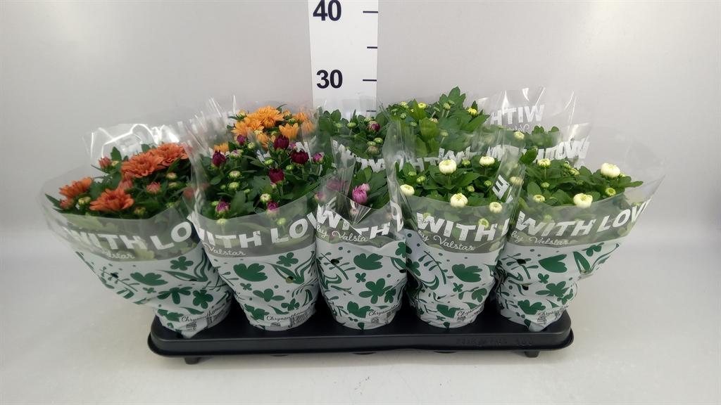 Горшечные цветы и растения оптом Chrysanthemum ..mix 5 A от 10шт из Голландии с доставкой по России