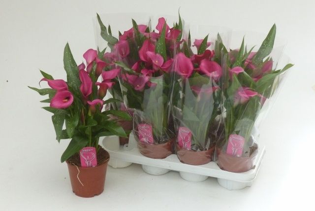 Горшечные цветы и растения оптом Zant Zazu от 8шт из Голландии с доставкой по России