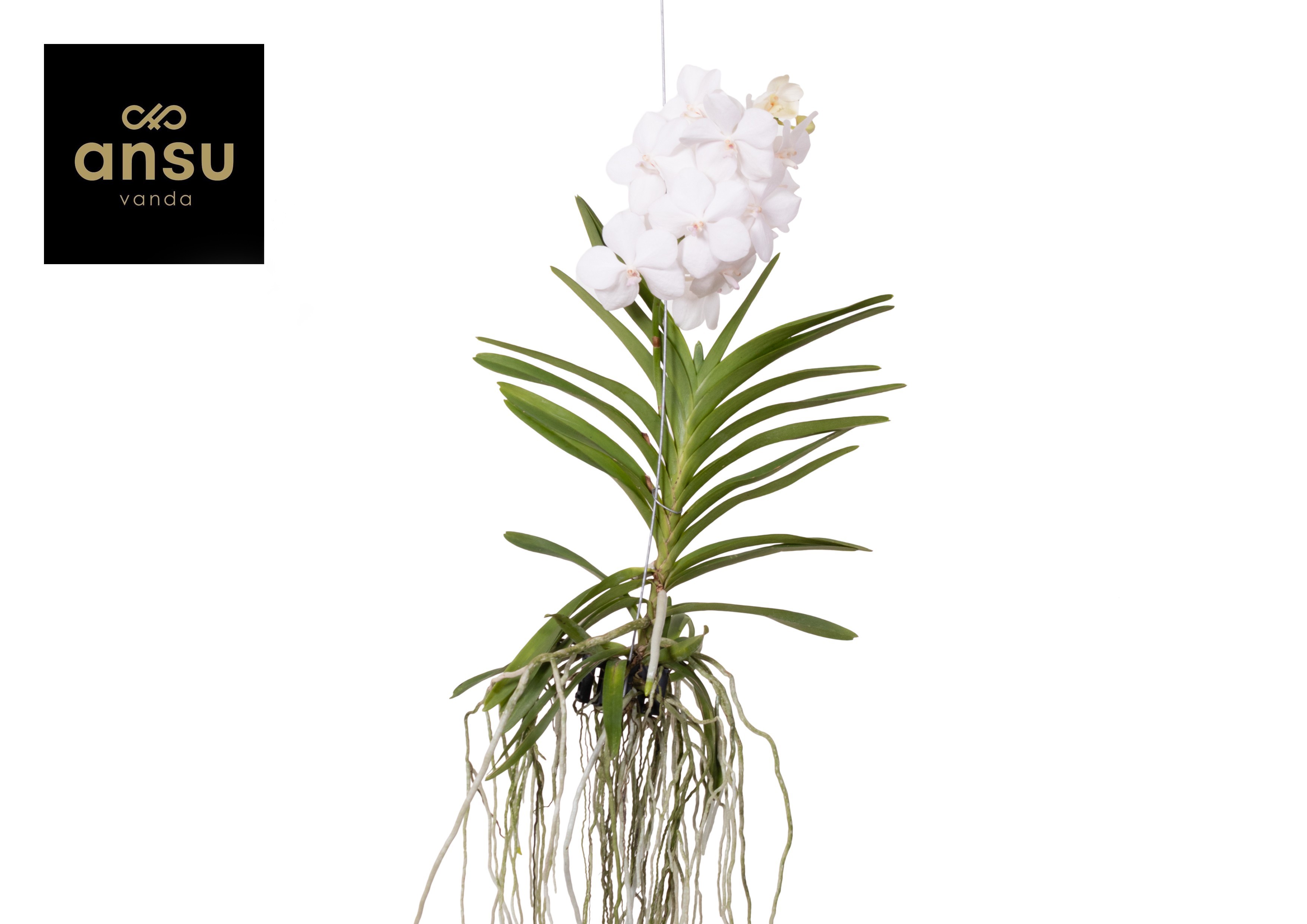 Горшечные цветы и растения оптом Vanda Diamond White Large от 3шт из Голландии с доставкой по России