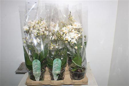 Горшечные цветы и растения оптом Phal Mf F Soft Cloud 4 Branches 40+ от 6шт из Голландии с доставкой по России