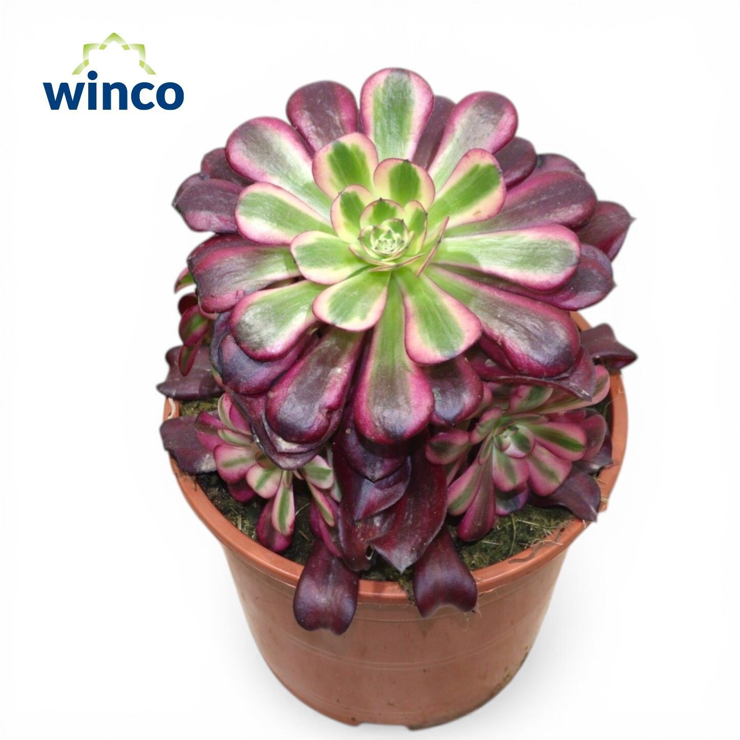 Горшечные цветы и растения оптом Aeon Ov от 2шт из Голландии с доставкой по России