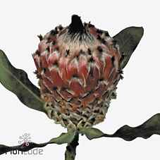 Срезанные цветы оптом Protea barbigera от 10шт из Голландии с доставкой по России