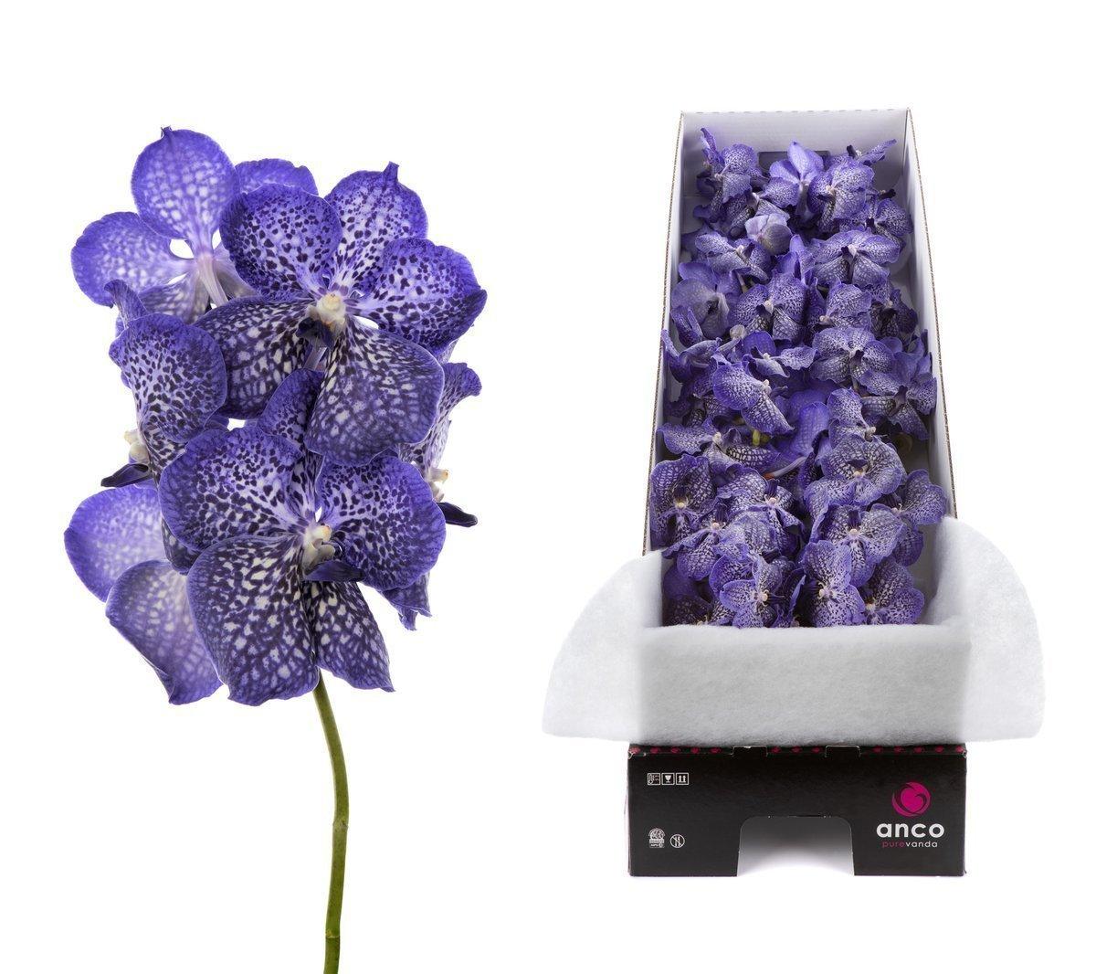 Срезанные цветы оптом Vanda sapphire per stem A от 4шт из Голландии с доставкой по России