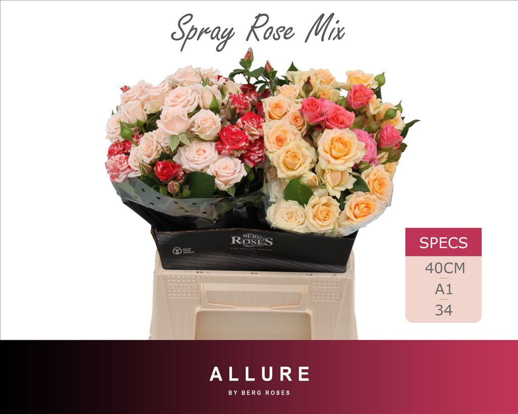 Срезанные цветы оптом Rosa spray mix allure от 20шт из Голландии с доставкой по России