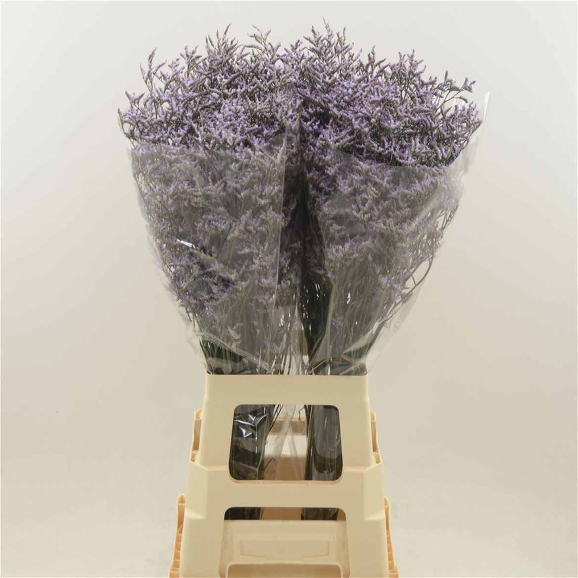 Срезанные цветы оптом Limonium safora lilac A от 50шт из Голландии с доставкой по России