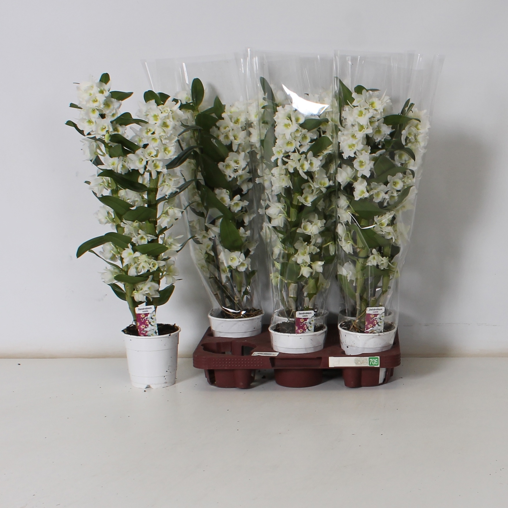 Горшечные цветы и растения оптом Dend Nobile от 6шт из Голландии с доставкой по России