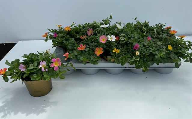Горшечные цветы и растения оптом Port Gem In Pot от 10шт из Голландии с доставкой по России