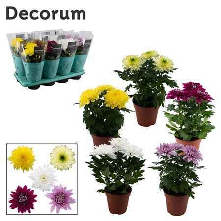 Горшечные цветы и растения оптом Chrys Zembla Next Mix 3pp (decorum) от 8шт из Голландии с доставкой по России