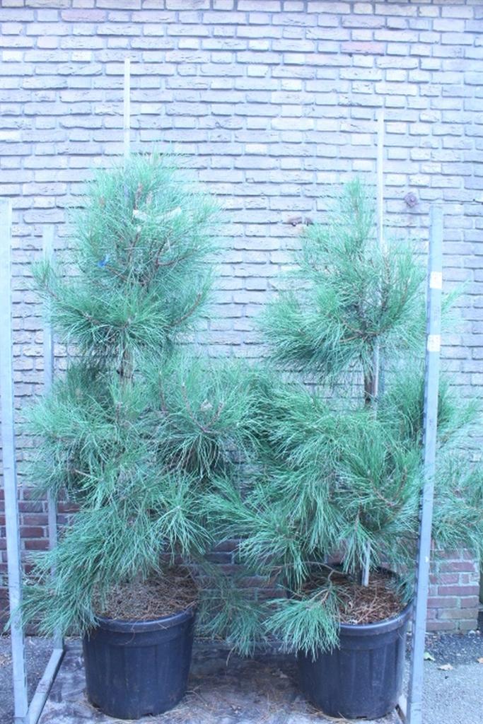 Горшечные цветы и растения оптом Pinus Nigra Subsp. Nigra от 1шт из Голландии с доставкой по России