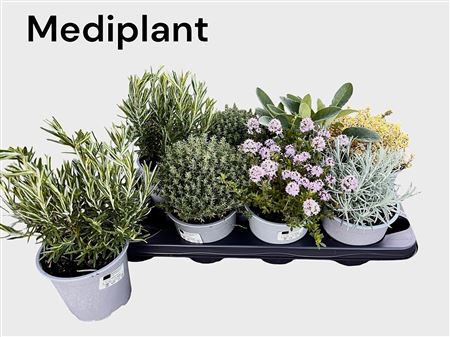 Горшечные цветы и растения оптом Tuinkruiden Gem от 8шт из Голландии с доставкой по России