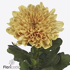 Срезанные цветы оптом Chrys bl kalimba orange от 40шт из Голландии с доставкой по России