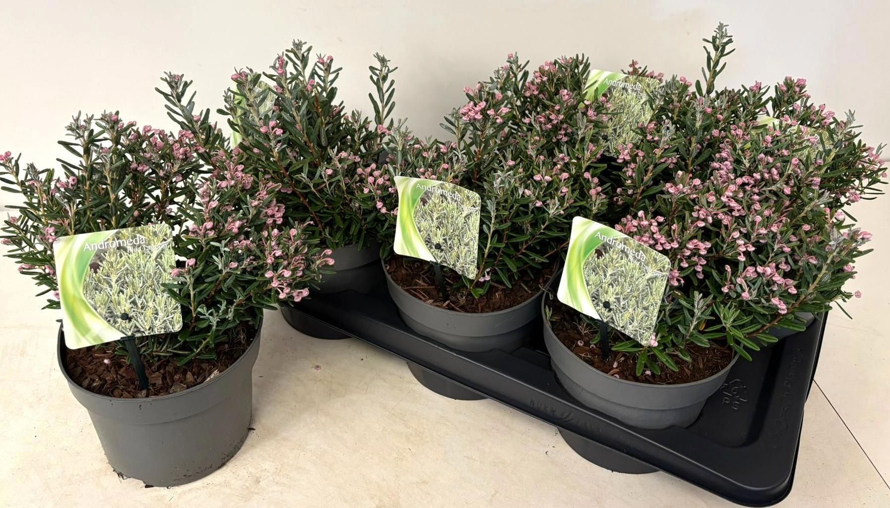 Горшечные цветы и растения оптом Androm Po Blue Ice от 6шт из Голландии с доставкой по России