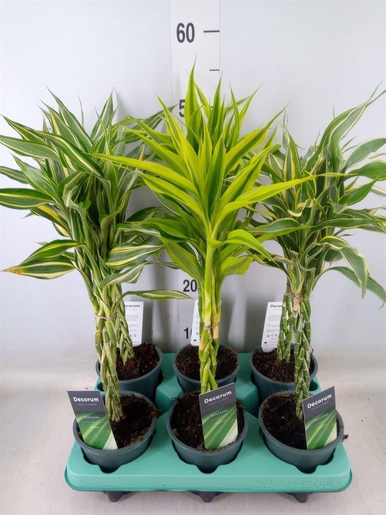 Горшечные цветы и растения оптом Dracaena Sand.   ...mix 3 от 6шт из Голландии с доставкой по России