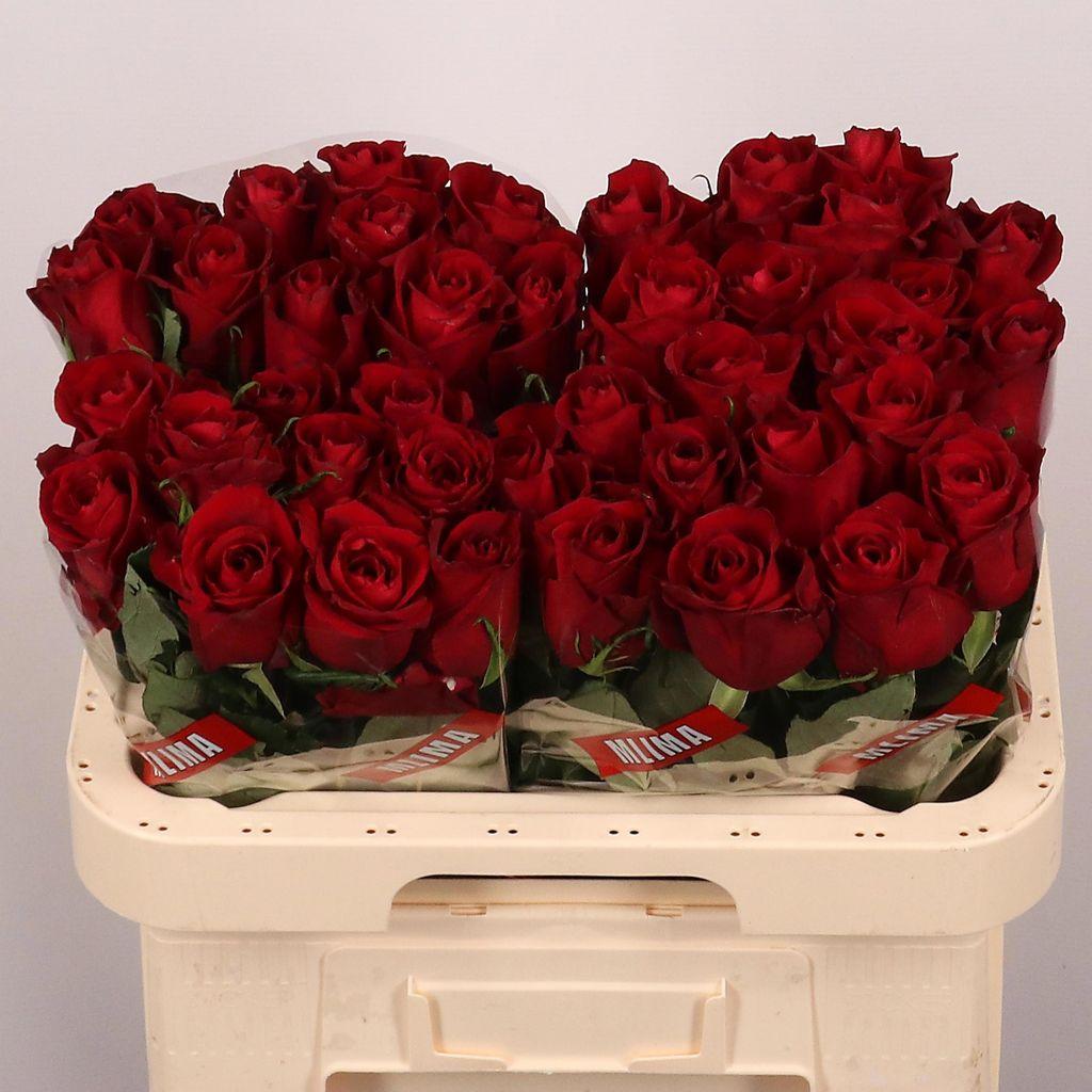 Срезанные цветы оптом Rosa large ever red от 40шт из Голландии с доставкой по России