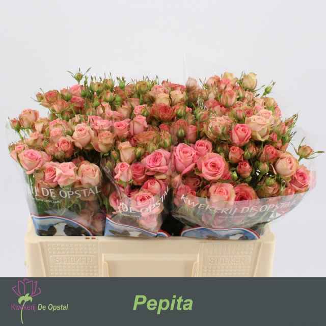 Срезанные цветы оптом Rosa sp pepita от 50шт из Голландии с доставкой по России