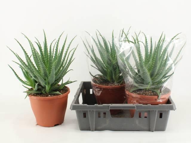 Горшечные цветы и растения оптом Aloe Arborescens от 3шт из Голландии с доставкой по России