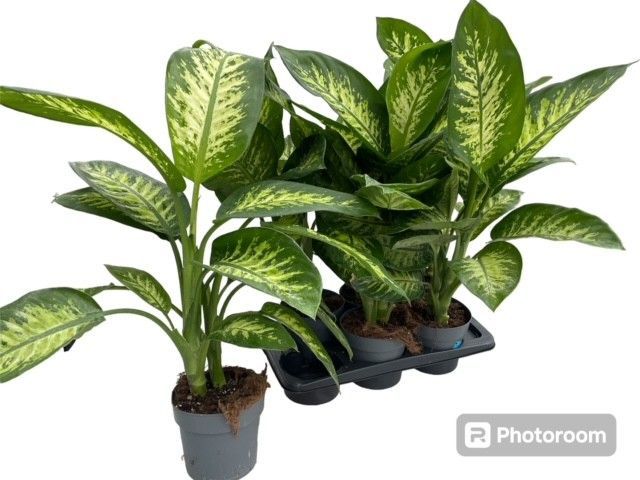 Горшечные цветы и растения оптом Dieff Se Tropic Snow от 6шт из Голландии с доставкой по России