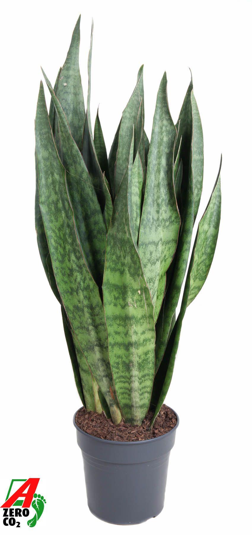 Горшечные цветы и растения оптом Sansevieria Sauvage от 1шт из Голландии с доставкой по России