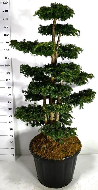 Горшечные цветы и растения оптом Taxus B. dovastoniana от 1шт из Голландии с доставкой по России